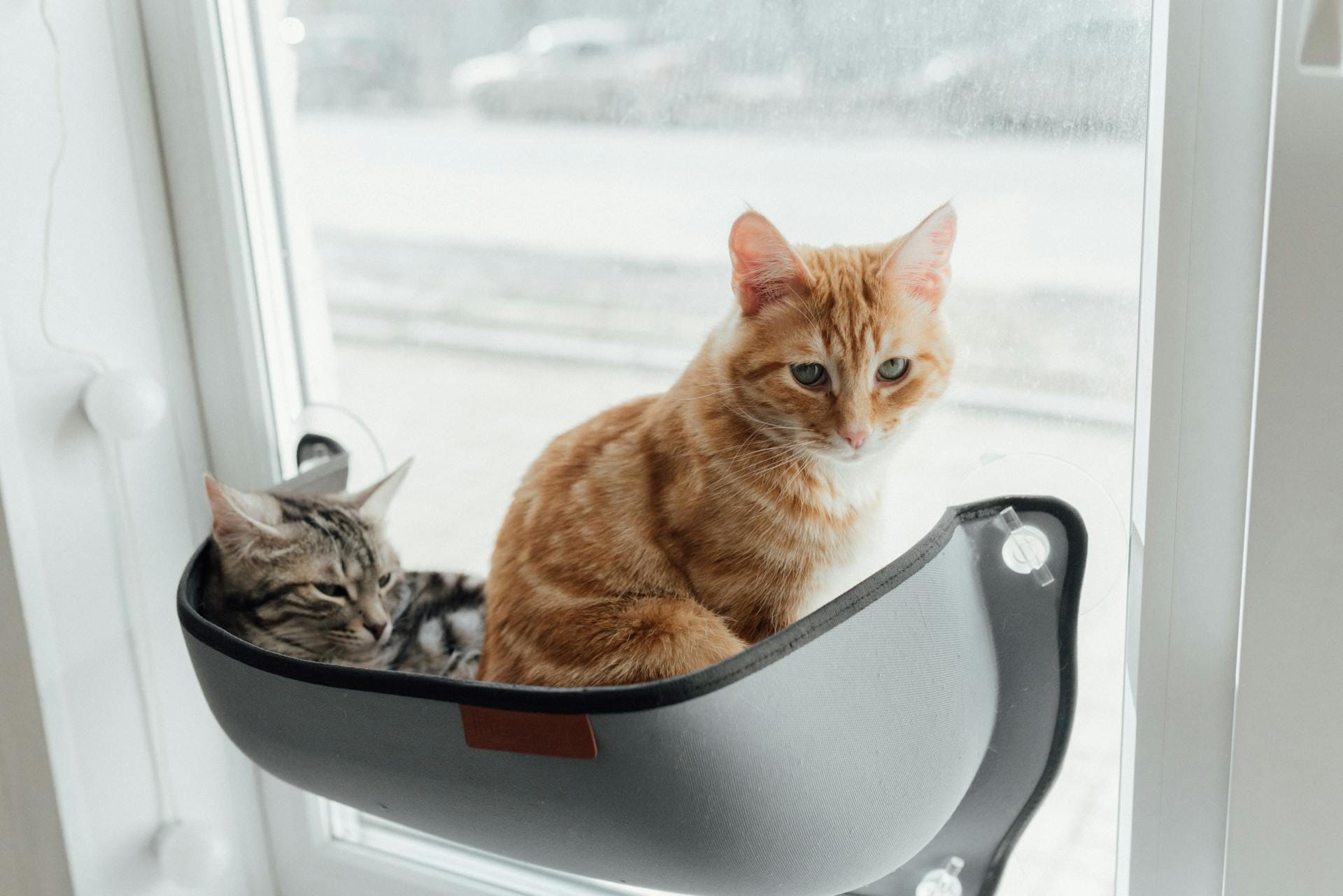 Premium Pet Accessories for Cats and Dogs