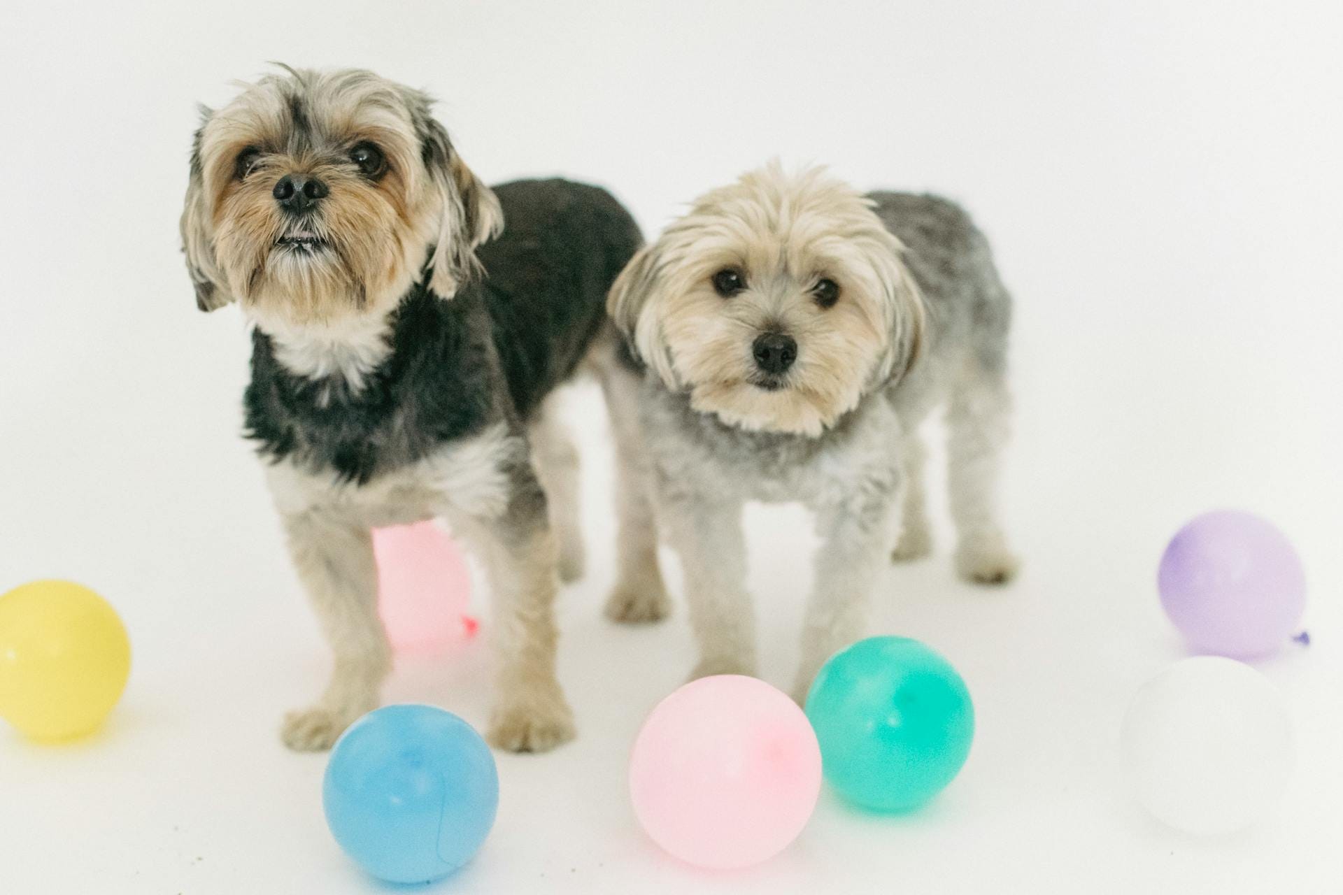 Premium Pet Accessories for Cats and Dogs