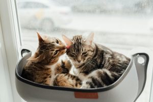 7 Reasons Why Your Cat Avoids the Litter Box